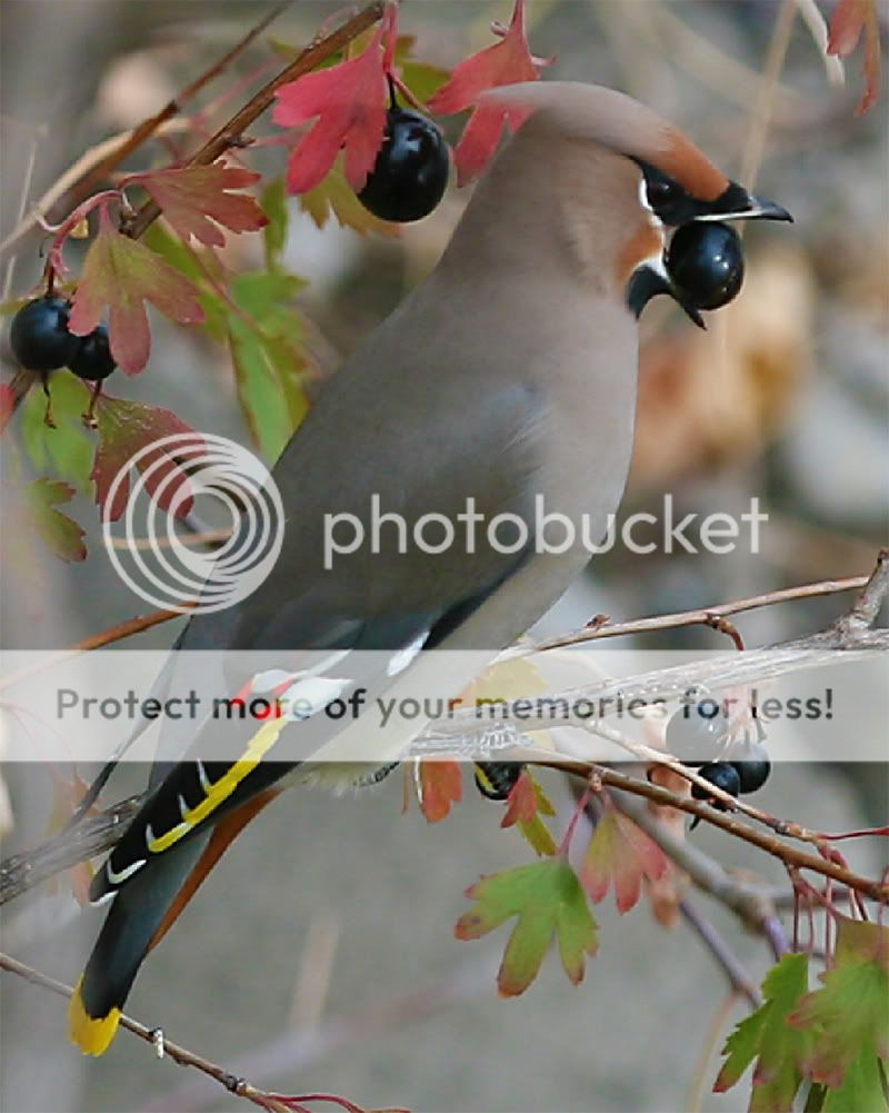 copywaxwing.jpg