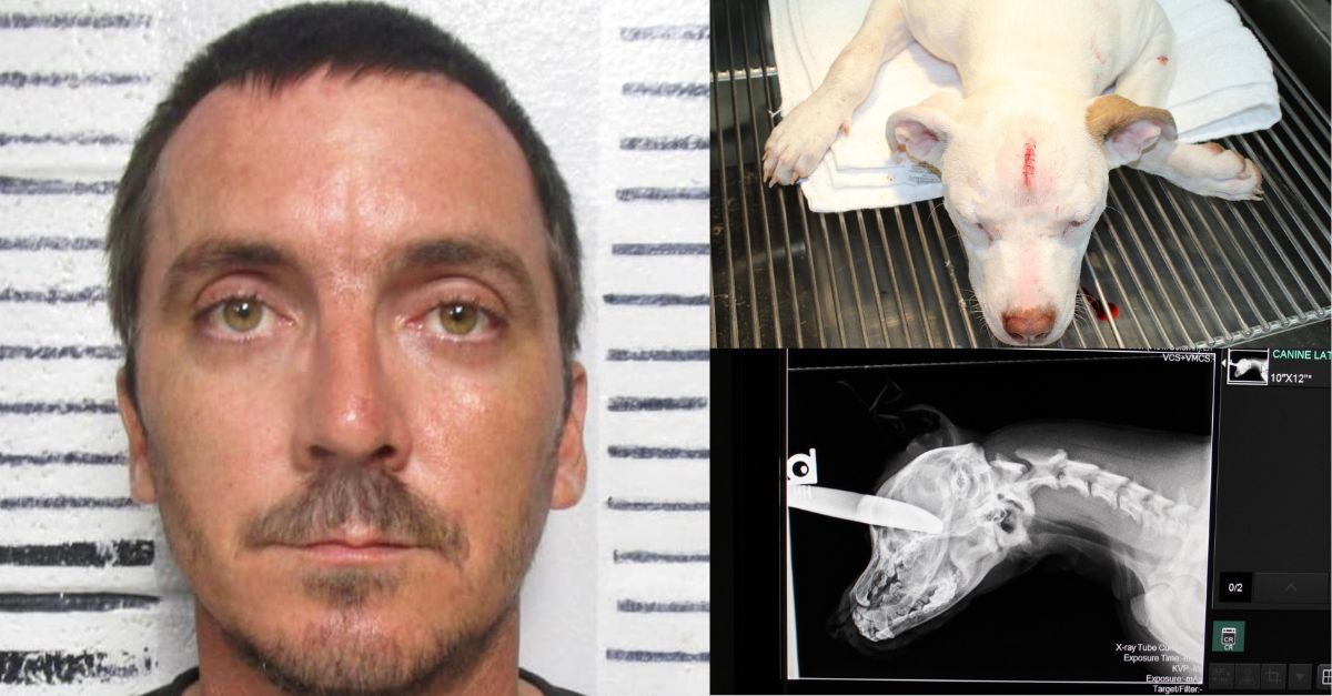 Cody-Ryan-Davis-and-Stormy-the-6-month-old-puppy-he-allegedly-stabbed-in-the-skull-with-a-butter-knife-PVPD.jpg