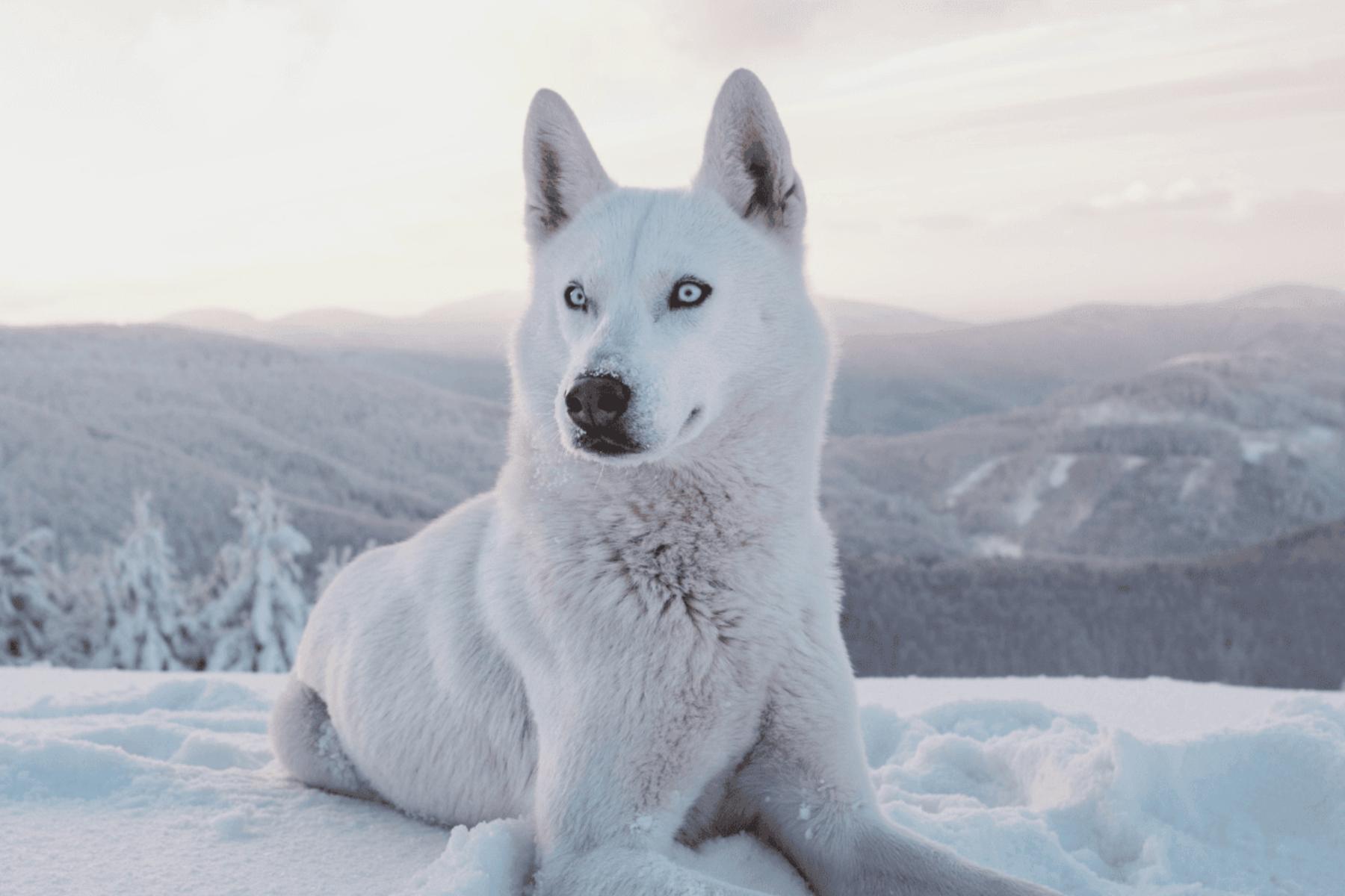 Image for How ‘husky therapy’ is helping offenders to tackle their mental health challenges Image for How ‘husky therapy’ is helping offenders to tackle their mental health challenges